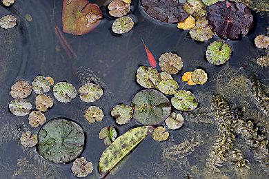 《美国卡车模拟》新DLC“堪萨斯州” 蓝天草原向日葵